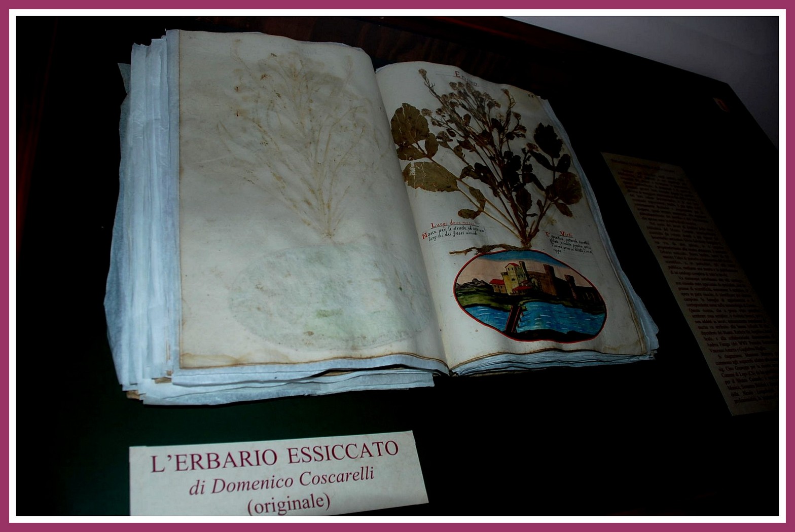 L''erbario essiccato di Domenico Coscarelli